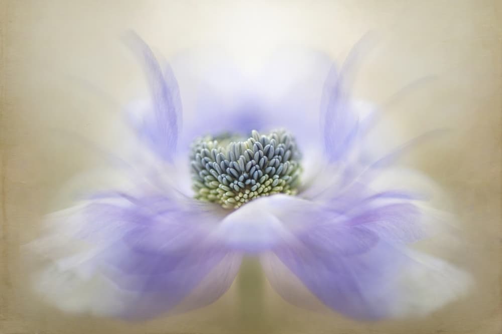 Soft Lavender Bloom by Jacky Parker — canvas wall art
