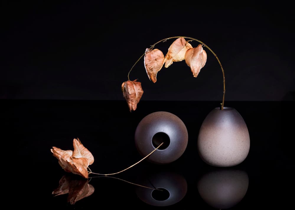 Dried Chinese Lanterns by Ming Chen — canvas wall art