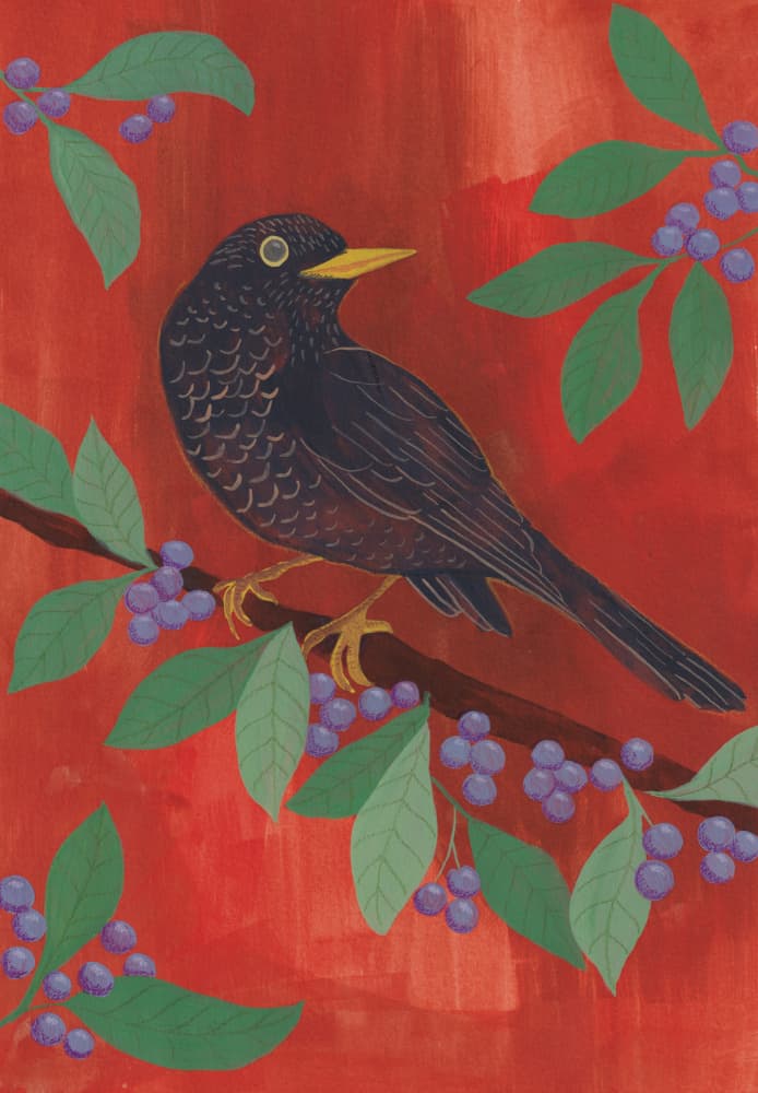 Blackbird And Berries by Anjana Mistry — canvas wall art
