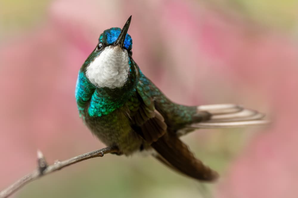 Vibrant Blue Hummingbird by Caroline Wirtz — canvas wall art