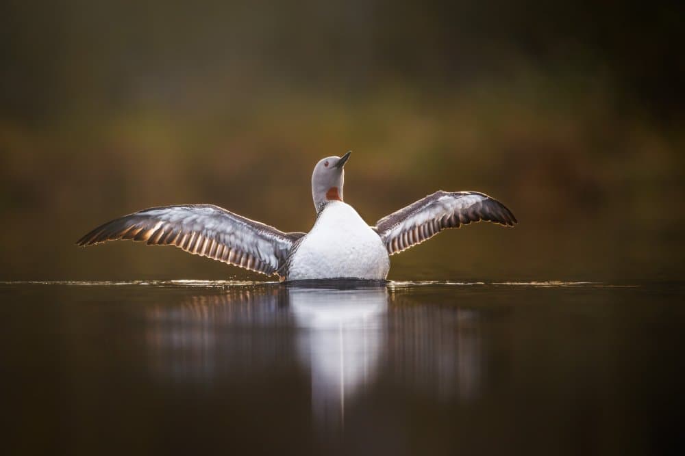 Loon Spreading Wings by Magnus Renmyr — canvas wall art