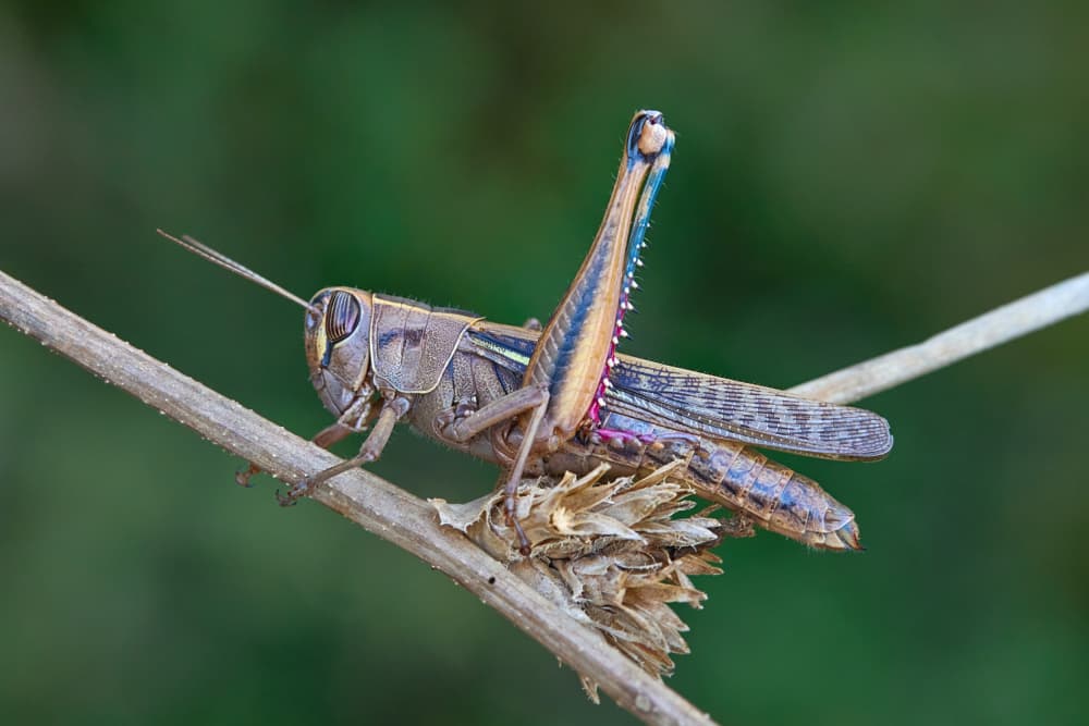Elegant Grasshopper on Twig by Avital Hershkovitz — canvas wall art