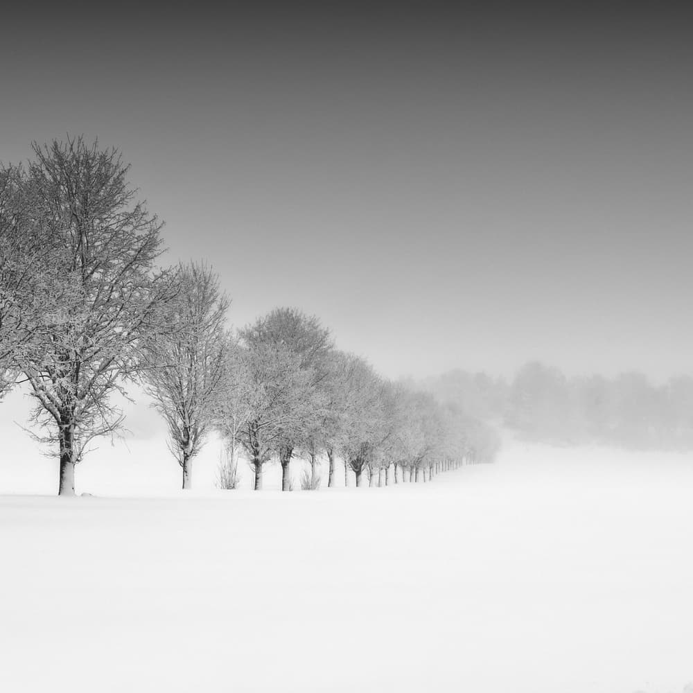 Snowy Tree Lined Lane by Alexej Schulz — canvas wall art