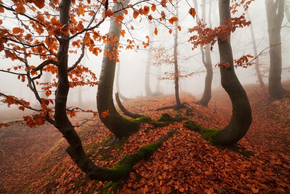 Misty Autumn Forest by Martin Rak — canvas wall art