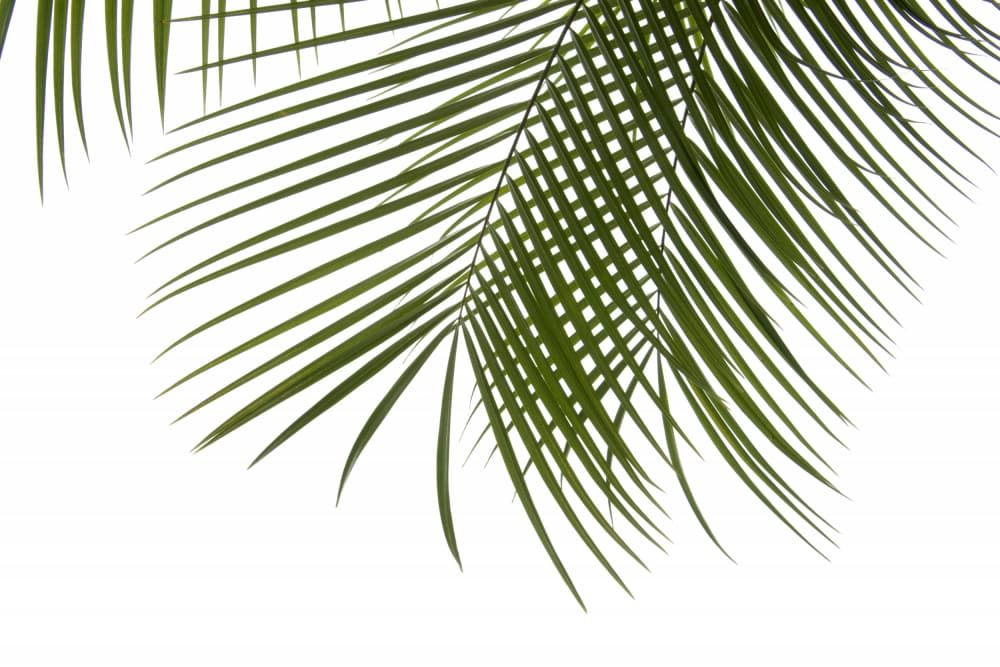 Vibrant Palm Fronds by amini54 — canvas wall art