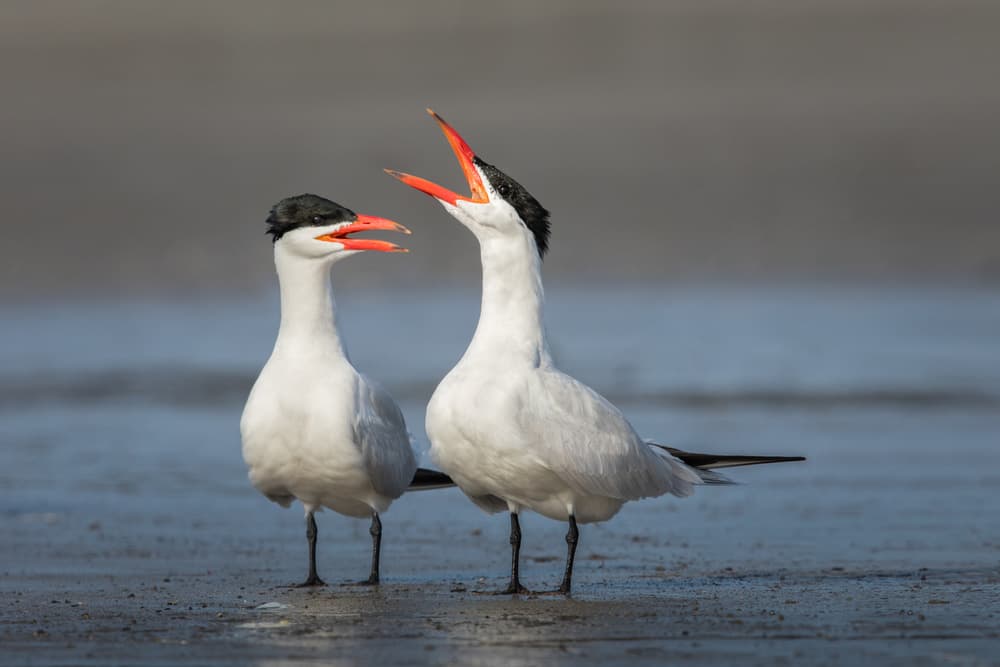 Caspian Tern Conversation by Greg Barsh — canvas wall art