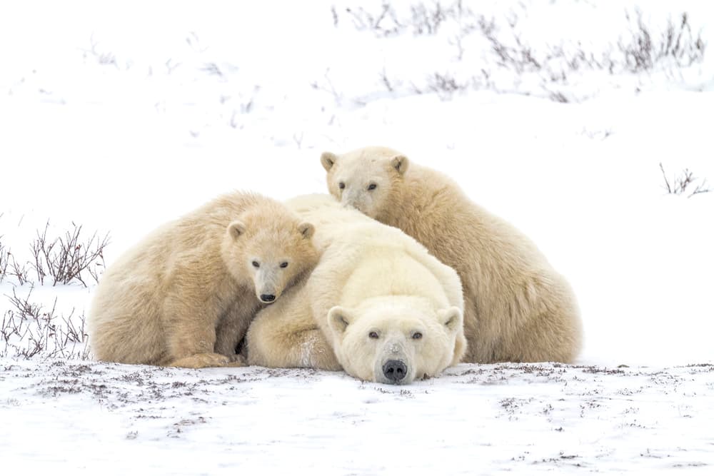 Polar Bear Family by Karen Celella — canvas wall art