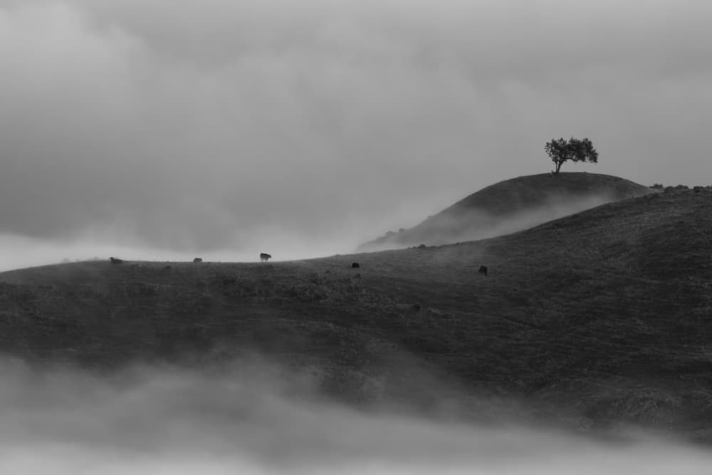 Lone Tree Misty Hills by Yun Mao — canvas wall art