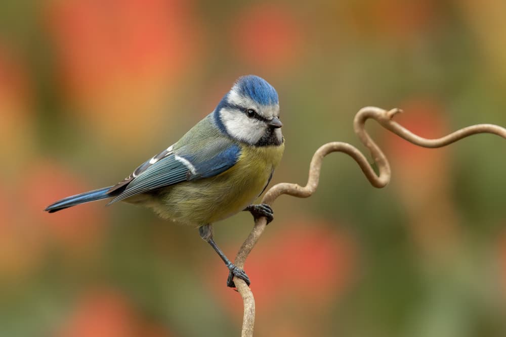 Vibrant Blue Tit Perch by Annie Keizer — canvas wall art
