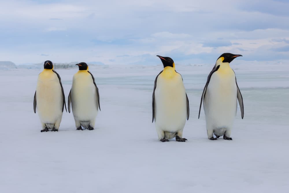 Emperor Penguins on Ice by Siyu_Wei APA — canvas wall art
