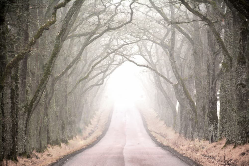 Misty Tree Tunnel Road by Christina Sillen — canvas wall art