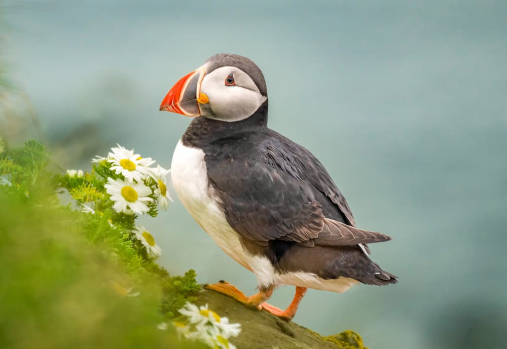 Puffin Among Daisies by Tony Yu — canvas wall art