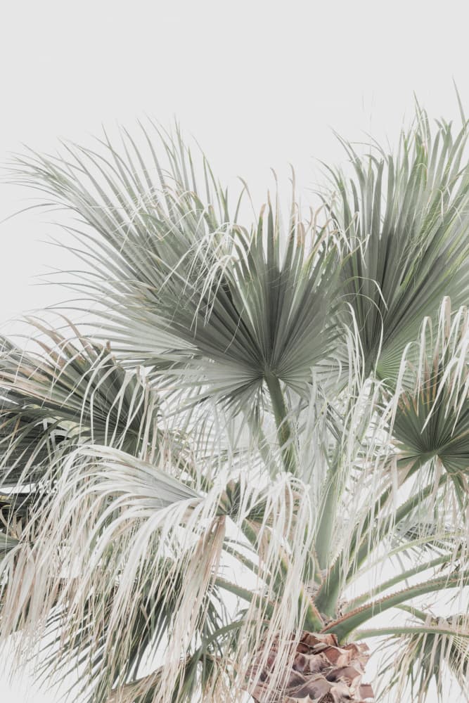 Palm Leaf by Kathrin Pienaar — canvas wall art