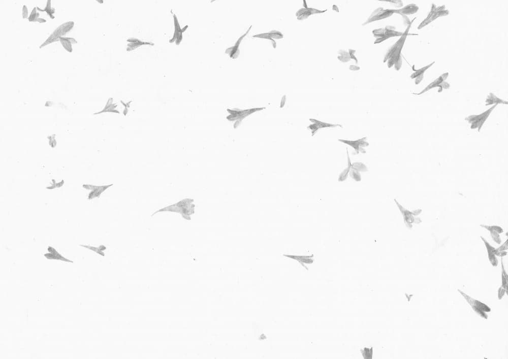 Floating White Blossoms by Santhosh ch — canvas wall art