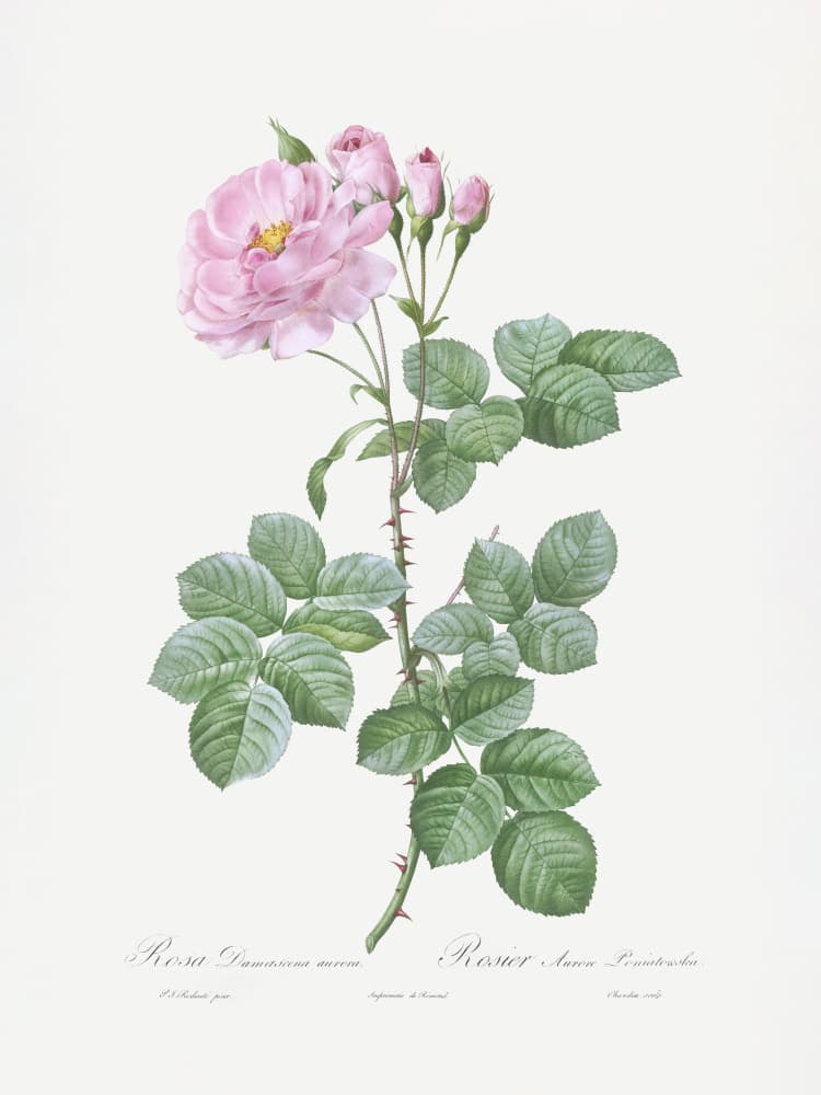 Aurora Poniatowska, Les Roses (1817–1824) by Pierre-Joseph Redoute — canvas wall art