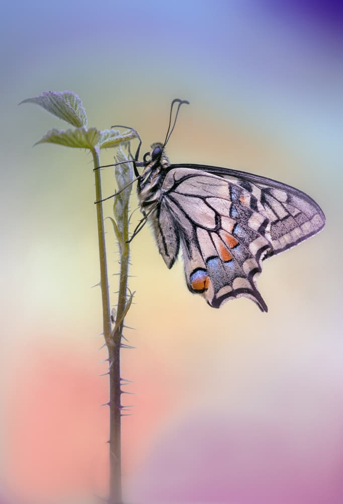 Dreamy Butterfly Perch by Fabrizio Daminelli — canvas wall art