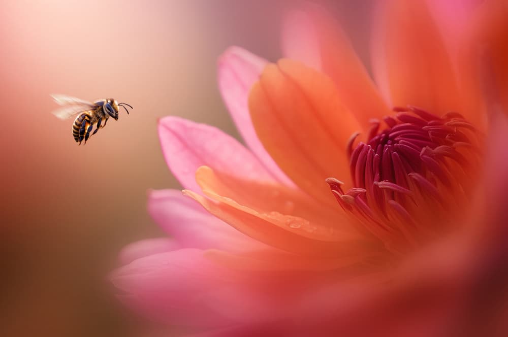 Flying Bee Pink Flower by Edy Pamungkas — canvas wall art