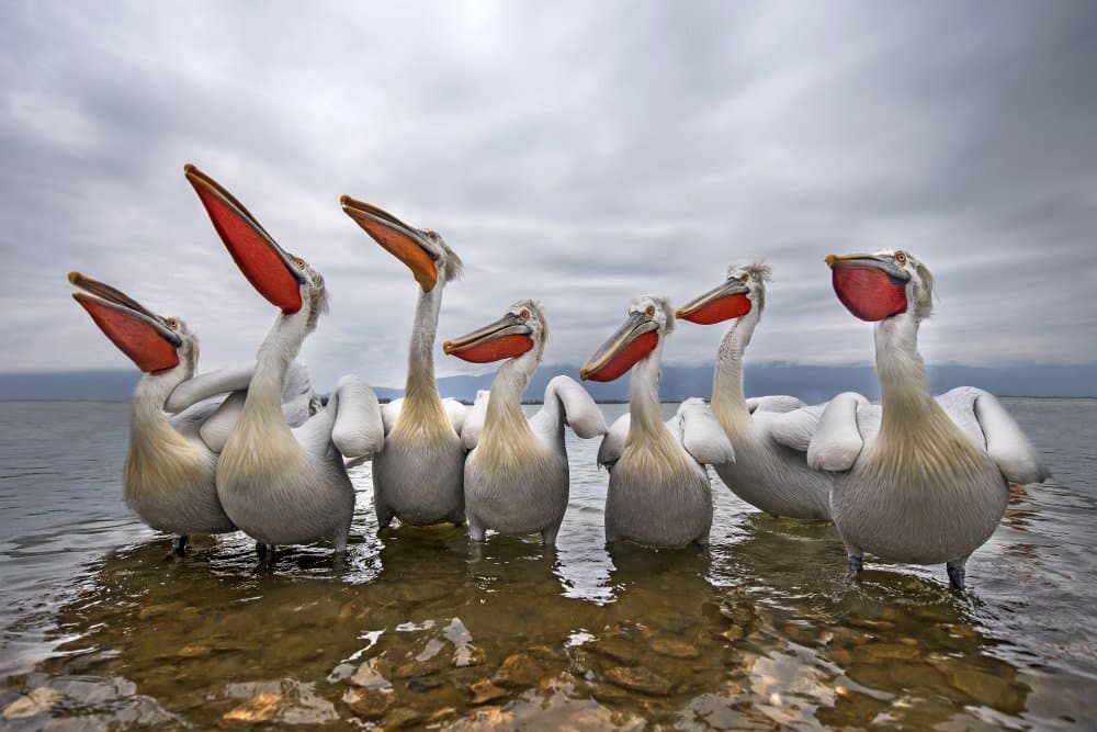 What's Up Pelicans by Xavier Ortega — canvas wall art