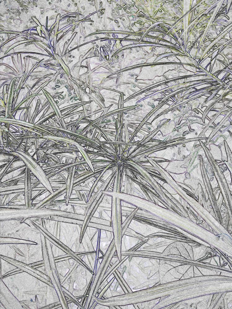 Lush Tropical Leaves by Santhosh ch — canvas wall art