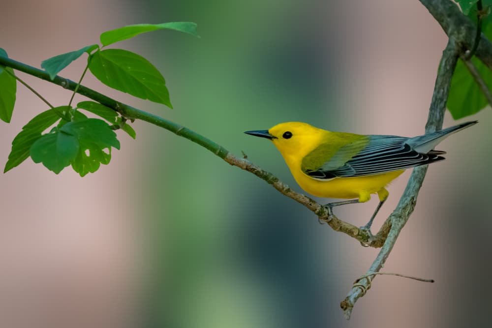 Yellow Bird On Branch by Jacob (Jian) Xu — canvas wall art