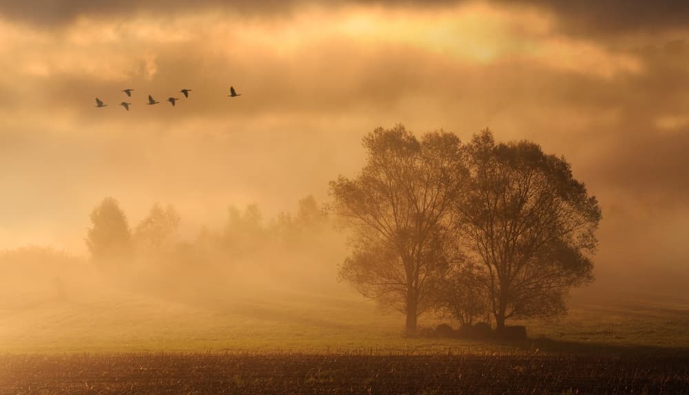 Golden Misty Morning by Muriel Vekemans — canvas wall art