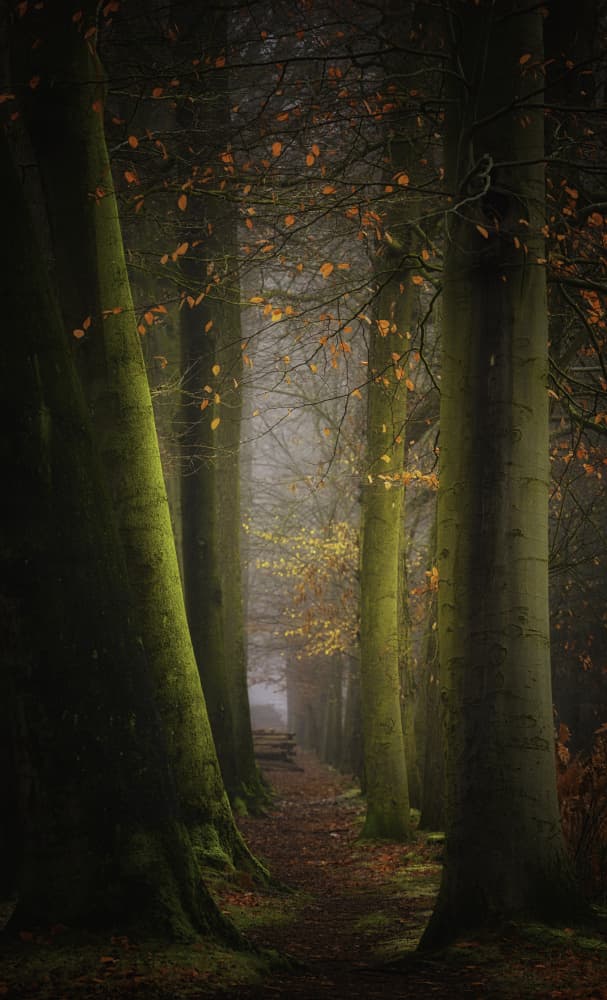 Misty Forest Path by Saskia Dingemans — canvas wall art