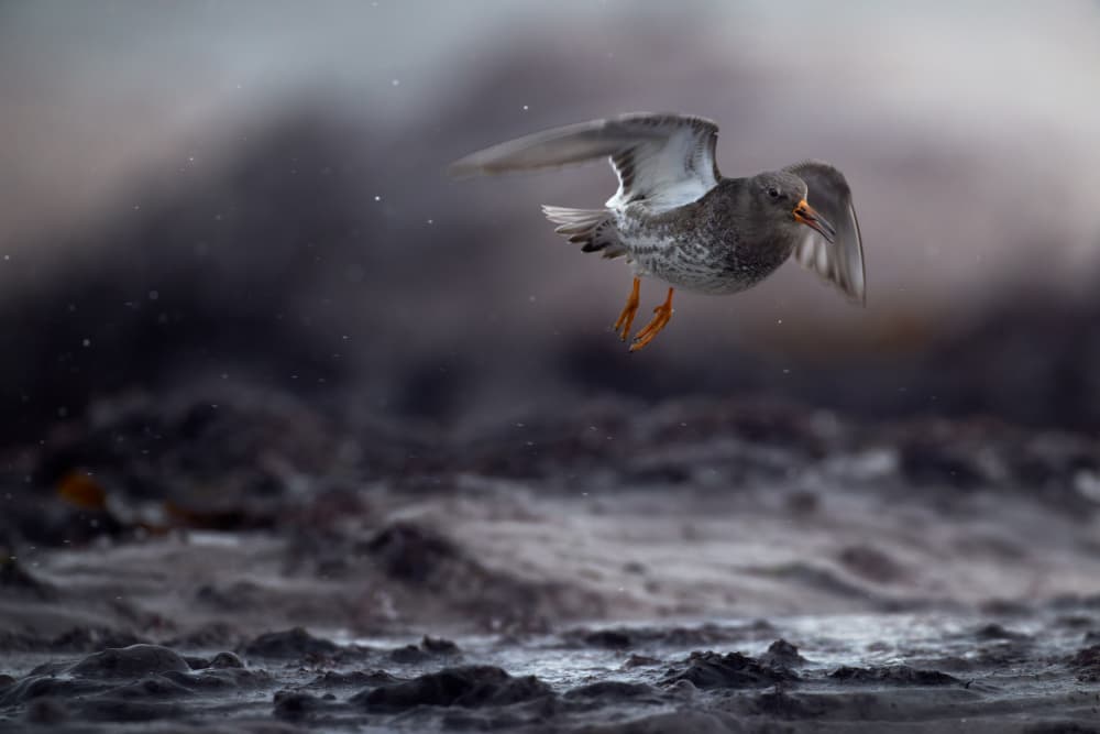 Dark Sandpiper Flight by Magnus Renmyr — canvas wall art