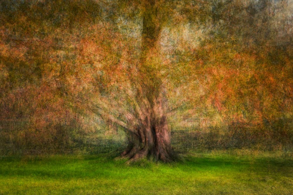 Painterly Autumn Tree by Fiorenzo Carozzi — canvas wall art