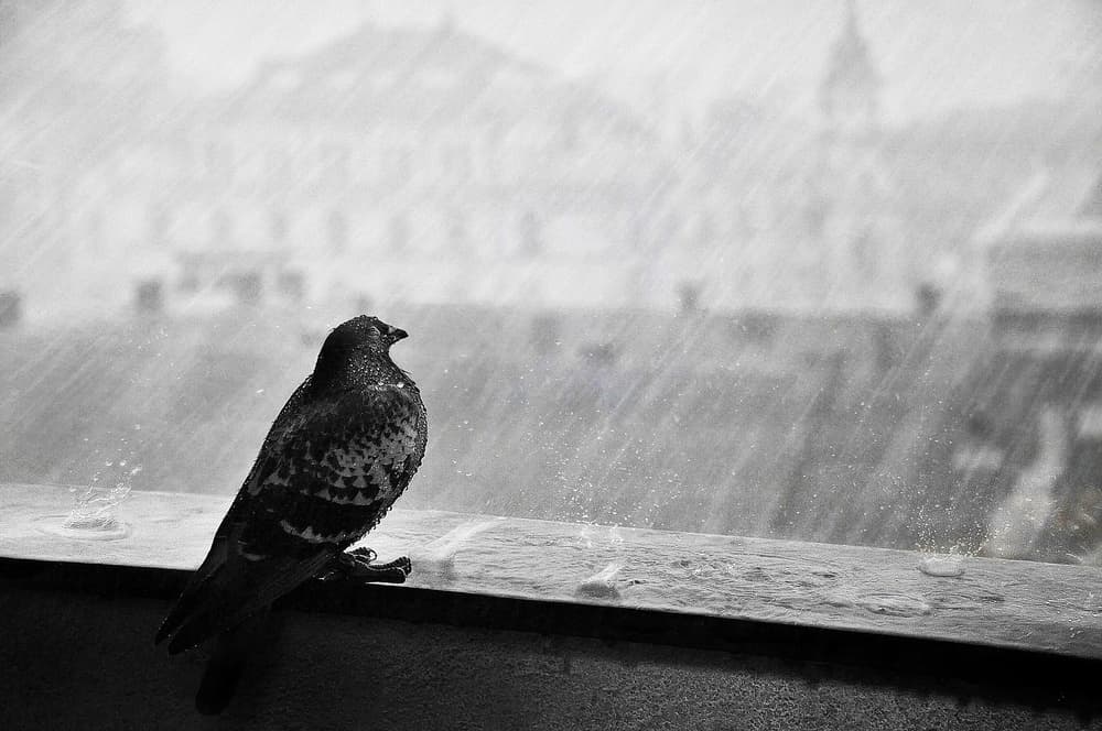 Pigeon In The Rain by Nicoleta Gabor — canvas wall art