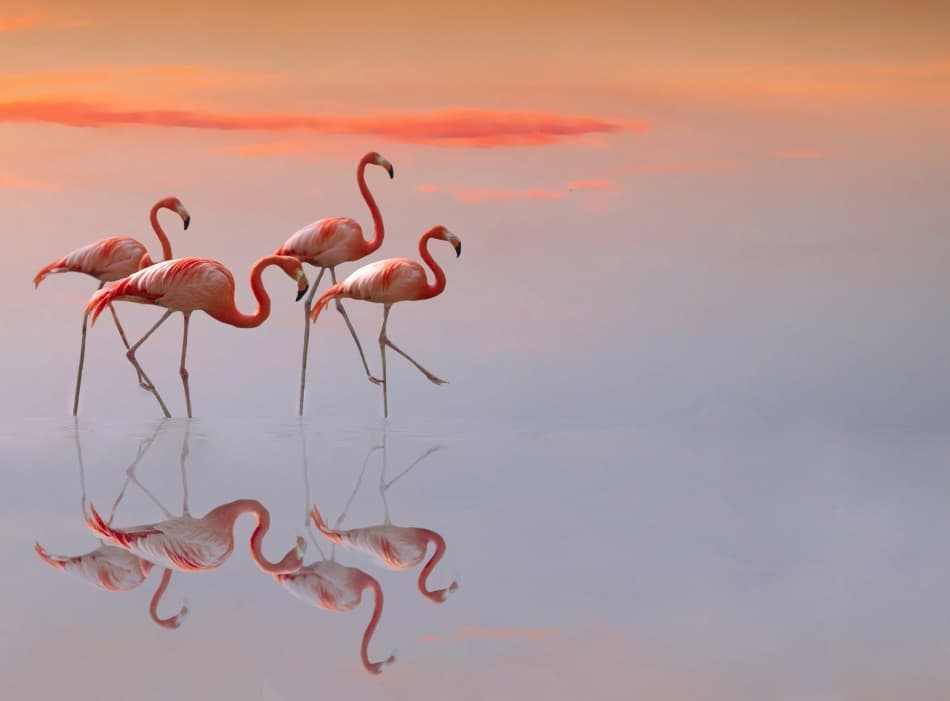 Pink Flamingos Sunset by Anna Cseresnjes — canvas wall art