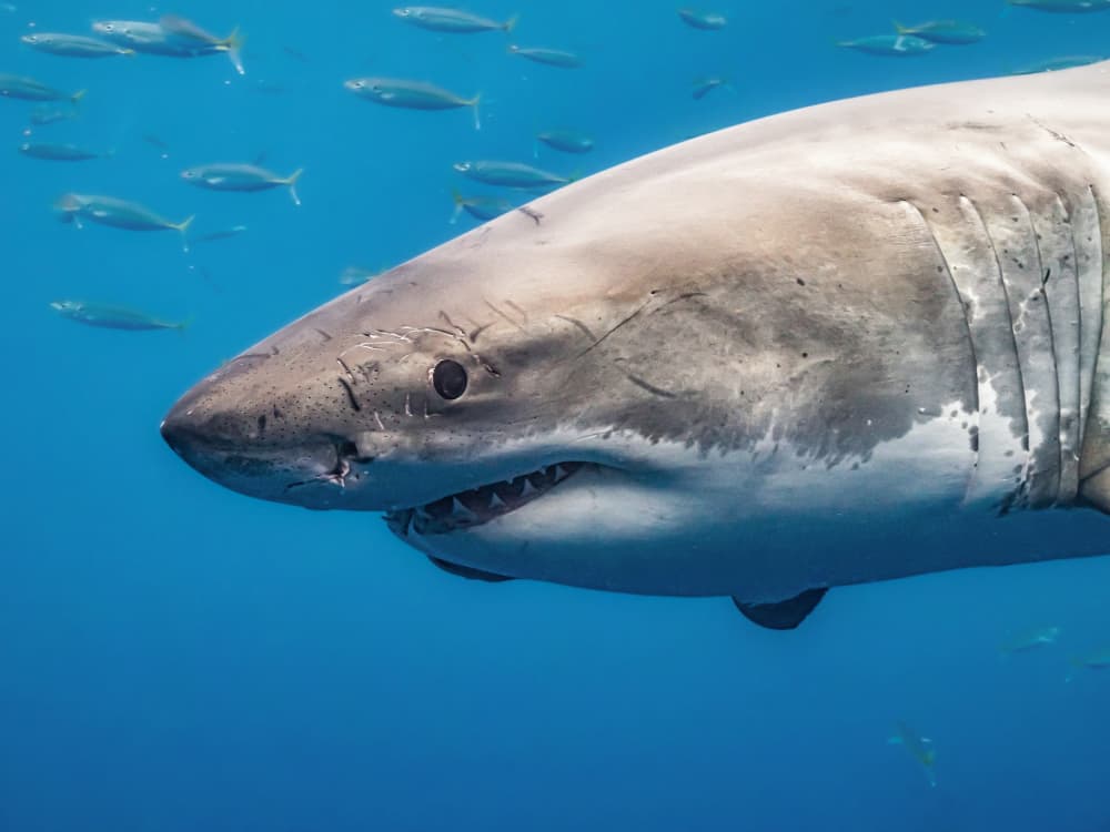 Powerful Great White Shark by Serge Melesan — canvas wall art