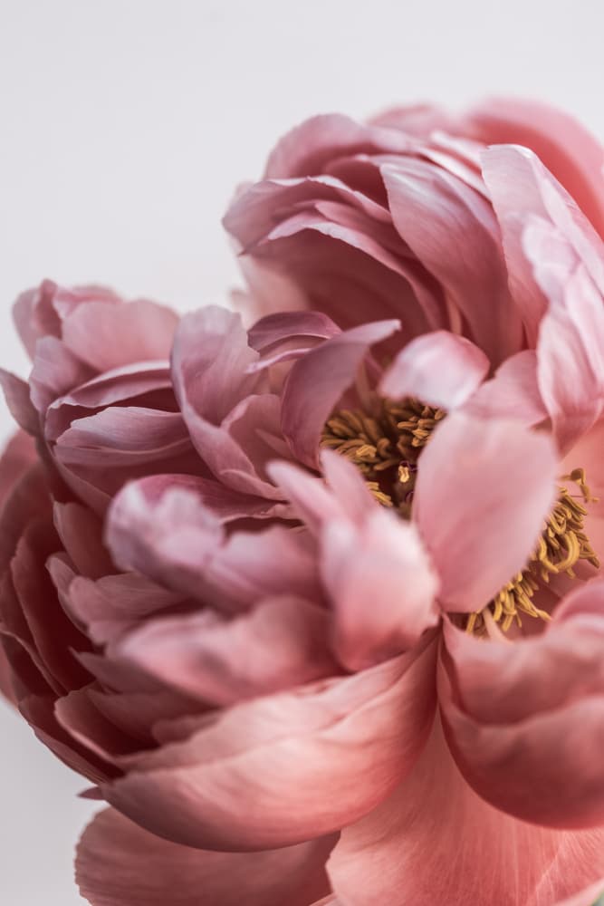 Peony by Mareike Böhmer — canvas wall art