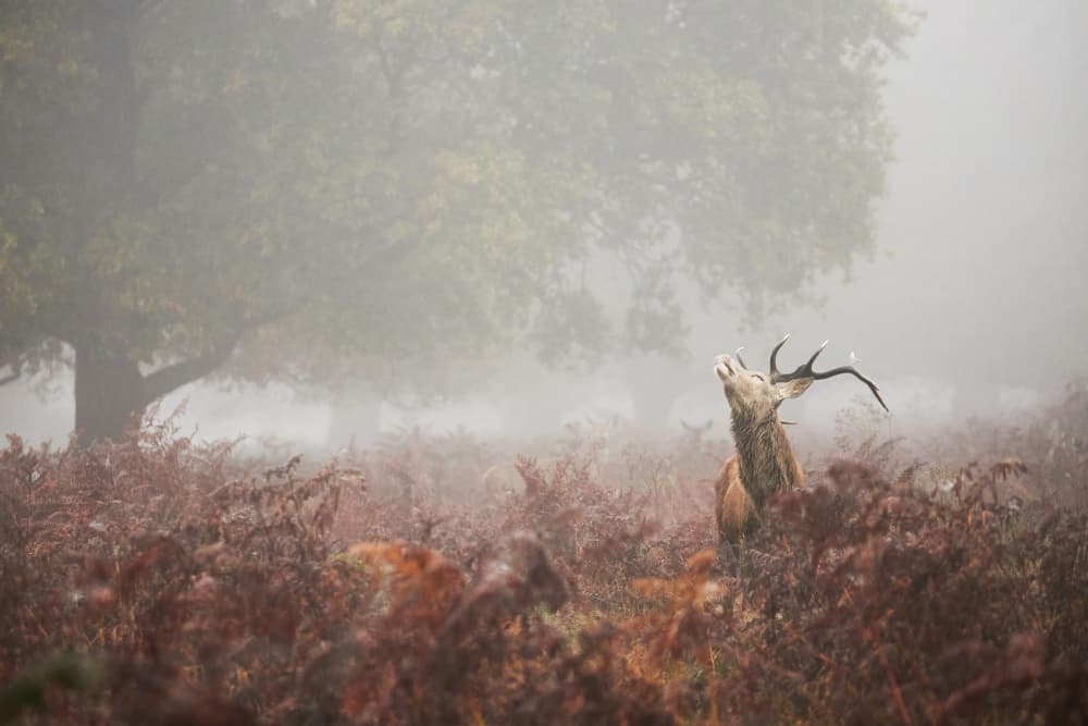 Misty Stag Call by Gheorghita Nemtanu — canvas wall art
