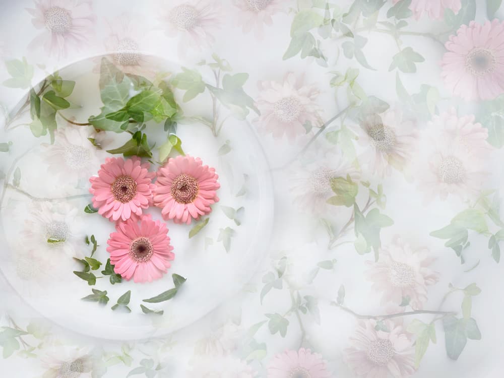 Soft Pink Gerbera by Heidi Westum — canvas wall art