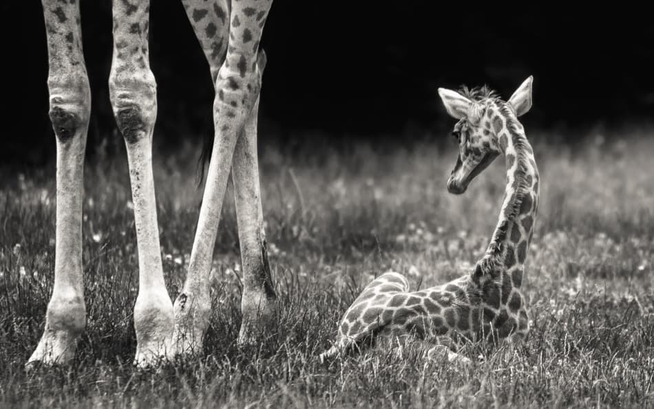 Baby Giraffe Gentle Rest
