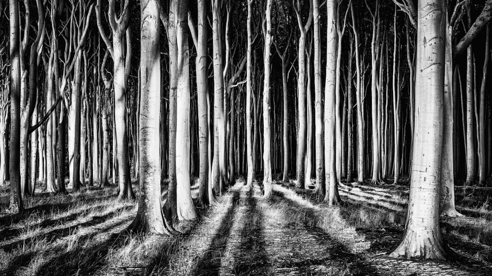Dramatic Forest Light