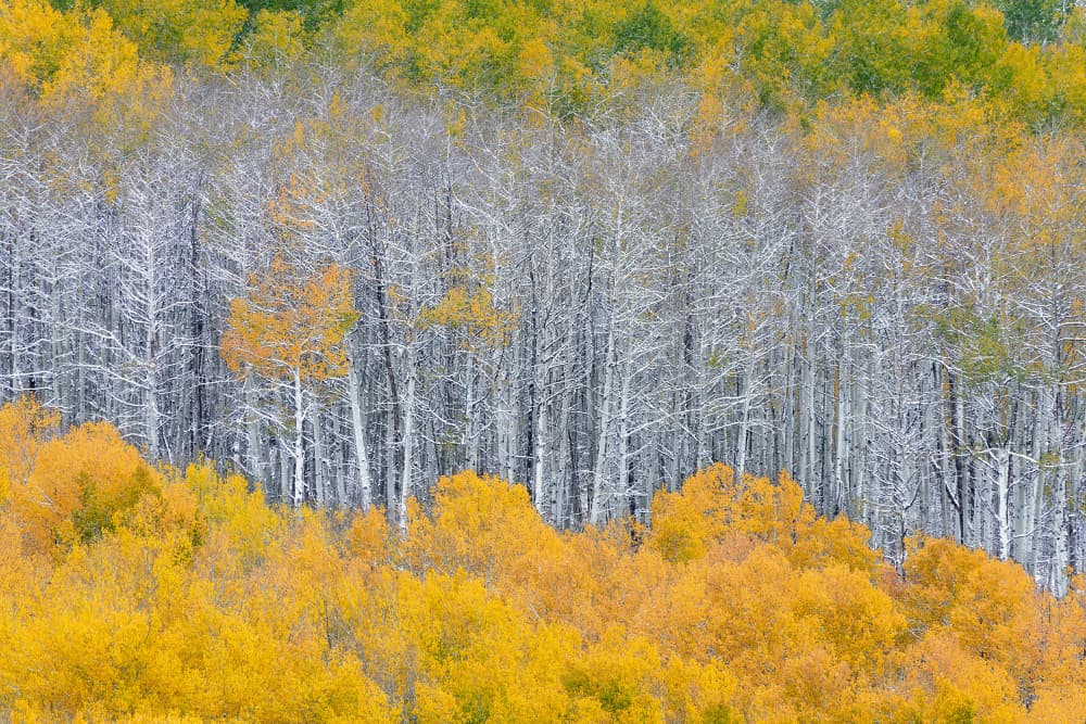 Layers of Fall Aspens by Mei Xu — canvas wall art