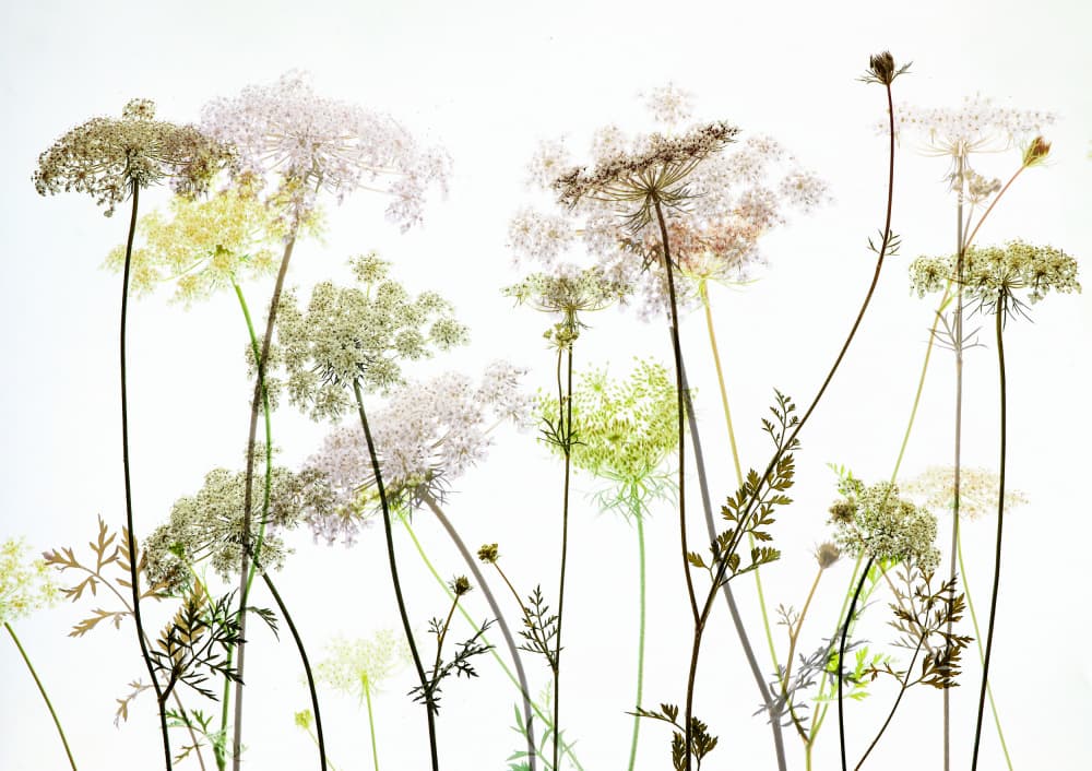 Delicate Wild Botanicals by Hilda van der Lee — canvas wall art