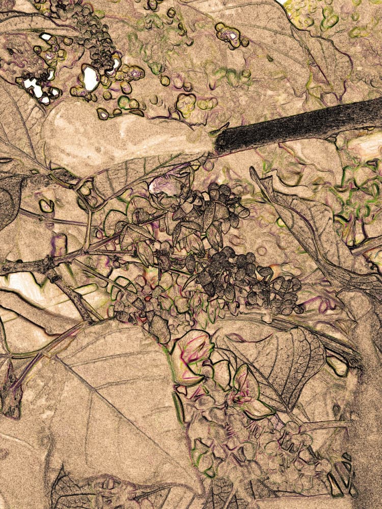 Wild Berry Branches by Santhosh ch — canvas wall art