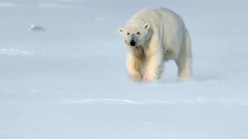 White Polar Bear by Jie Fischer — canvas wall art