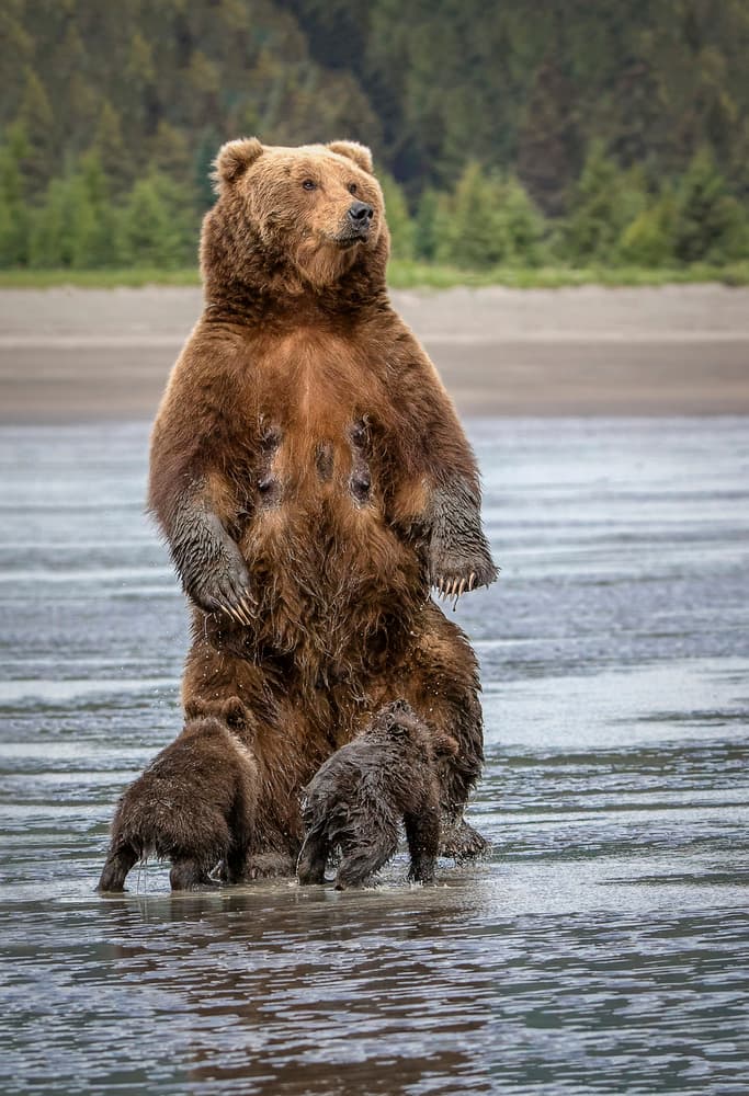 Standing Grizzly Family by Renee Doyle — canvas wall art