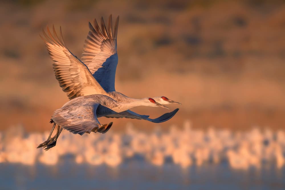 Golden Crane Flight by Annie Poreider — canvas wall art