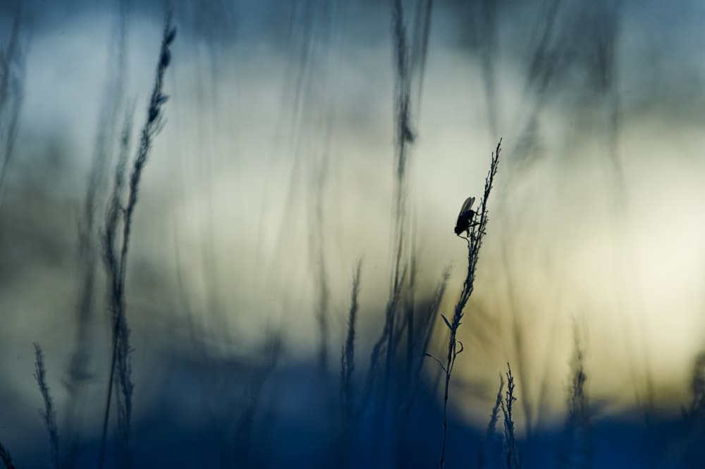 Serene Insect Silhouette by Luc Baekelandt — canvas wall art