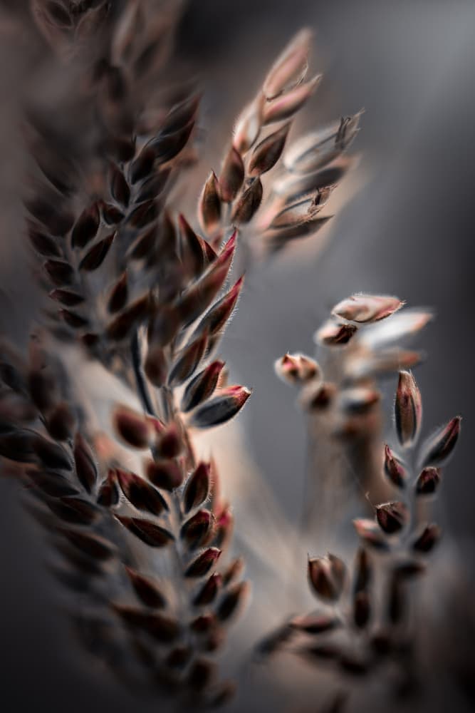 Soft Botanical Details by Kristina Zvinakeviciute — canvas wall art