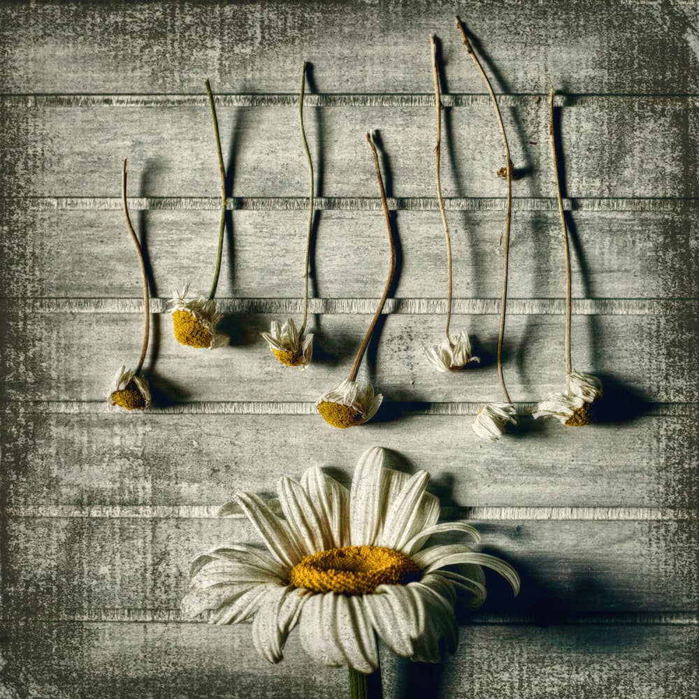 Fresh and Faded Daisies by Evelina Petkova — canvas wall art