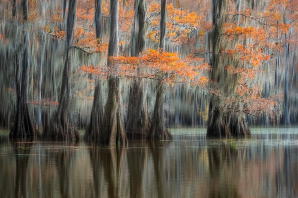 Autumn Cypress Swamp by Catherine Lu — canvas wall art