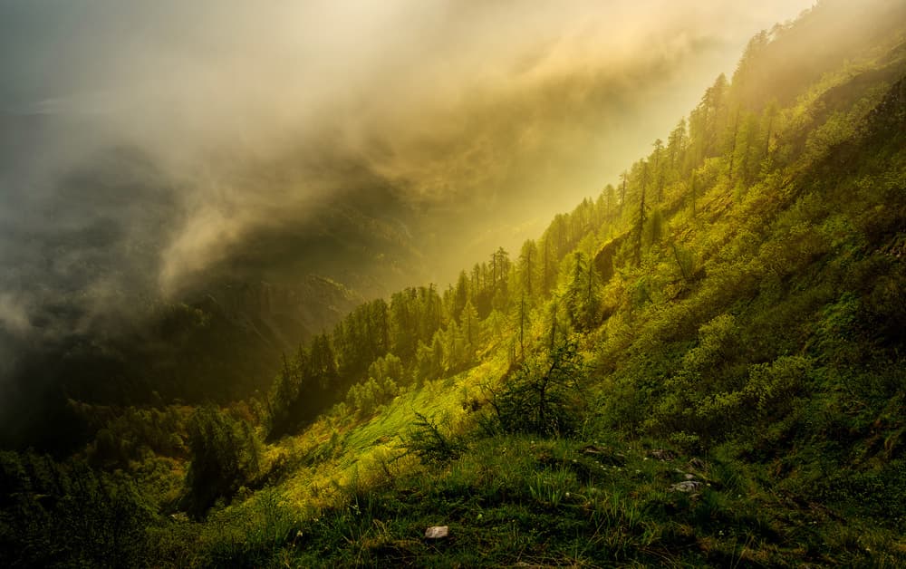 Golden Forest Mist by Ales Krivec — canvas wall art