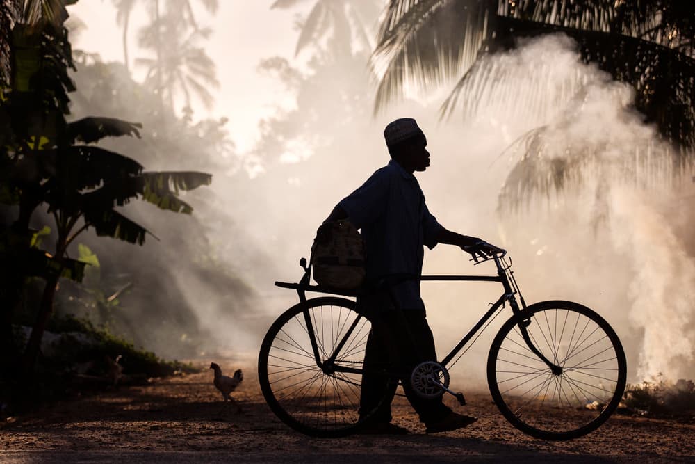 Tropical Morning Journey by Dan Mirica — canvas wall art