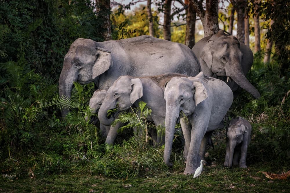 Jungle Elephant Family by Pavol Stranak — canvas wall art