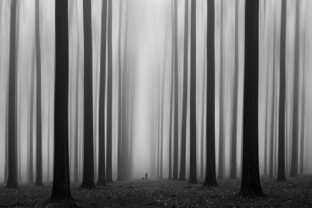 Misty Forest Path by Jochen Bongaerts — canvas wall art